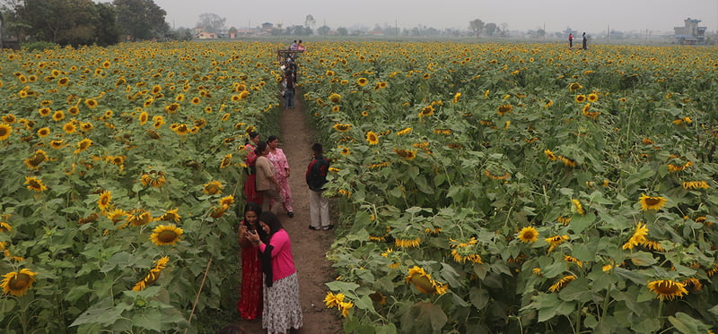 सूर्यमुखी बगानले बढायो कृषि पर्यटन