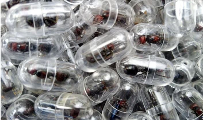 कमिला तस्करी गर्न खोजेको आरोपमा चिनियाँ नागरिक पक्राउ