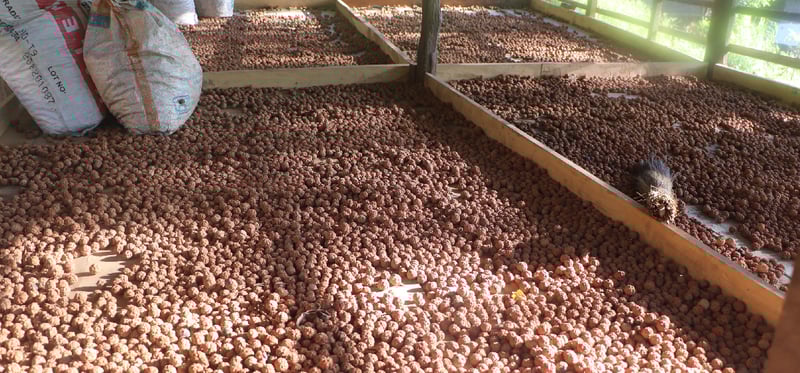 रुद्राक्ष खेतीबाट लाखौँ आम्दानी