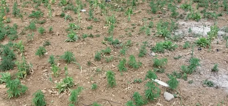 गाँजा खेतीलाई वैधता दिने विधेयकमाथिको छलफल जारी