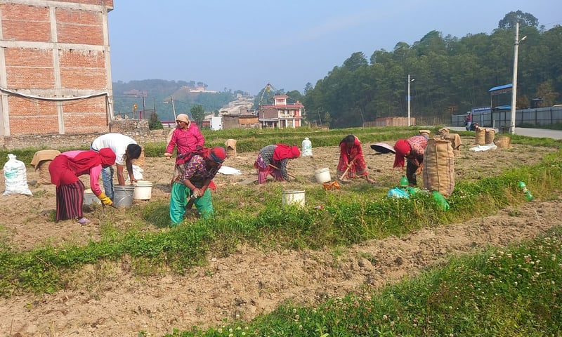 दश रुपैयाँमा पनि बिक्दैन प्रतिकिलो आलु