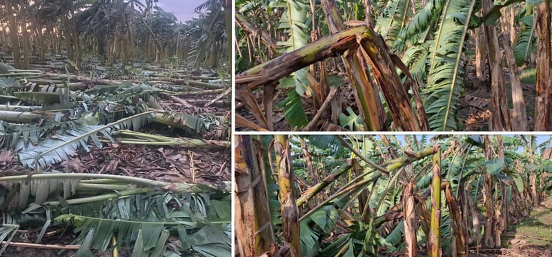 बिमा कम्पनीले ढिलो गर्दा चितवनका केरा किसान समस्यामा