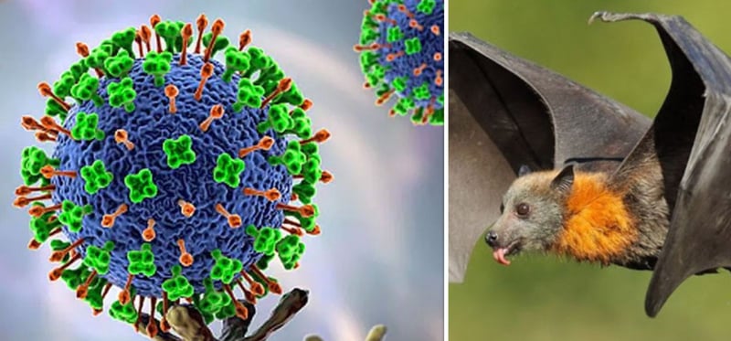 नेपाल 'निपाह' भाइरसको उच्च जोखिममा, कसरी बच्ने?