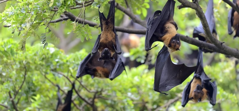 पश्चिम बंगालमा भेटिए निपाह भाइरसका दुई सङ्क्रमित