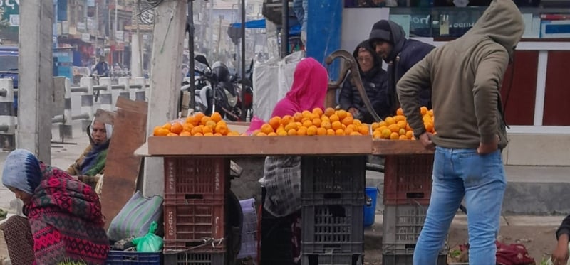 उदयपुरमा सुन्तला उत्पादन र किसानको आम्दानी बढ्यो