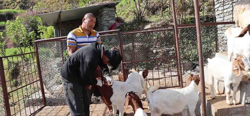 पशुलाई रोगबाट जोगाउन पूर्णखोप अभियान सञ्चालन