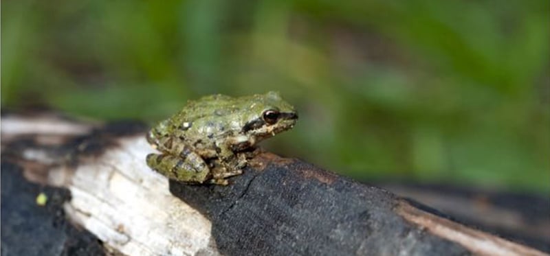 जलवायु परिवर्तनले भ्यागुताको प्रणय गीतमा प्रभाव