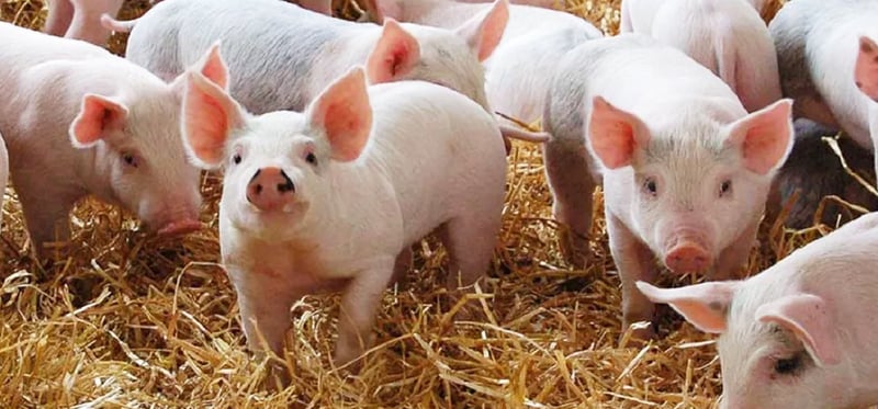 अफ्रिकन स्वाइनले ४६ बङ्गुर मरे, सतर्कता अपनाउन आग्रह