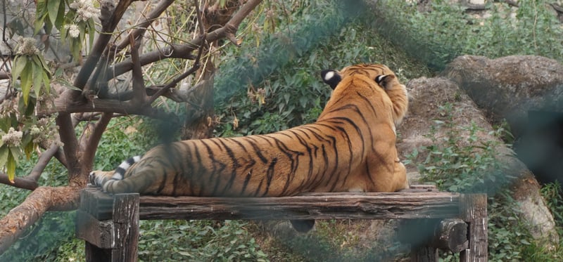 जावलाखेल चिडियाखानामा ११२ प्रजातिका जीवजन्तु