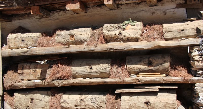 जुम्लामा फस्टाउँदै महको मिठास, प्रतिकूल मौसम र नीति अभाव मुख्य चुनौती