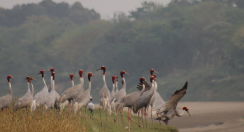 सारसको रोजाइमा लुम्बिनीः स्थानीयको संरक्षणले फस्टाउँदै प्रजननस्थल