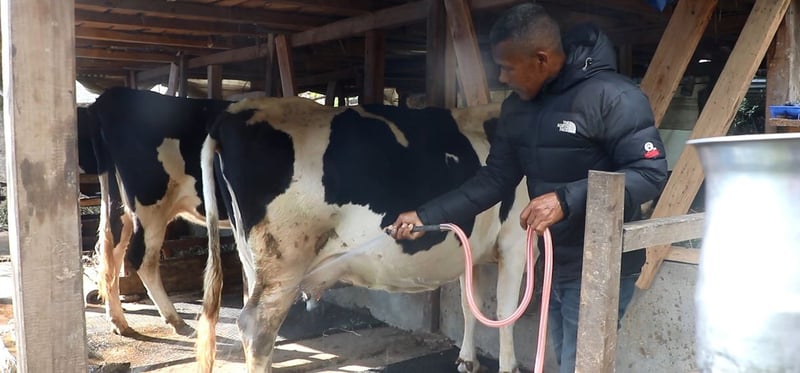 व्यावसायिक गाईपालनबाट आयआर्जन गर्दै वडाध्यक्ष तामाङ
