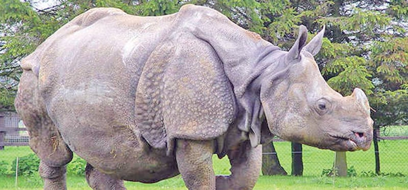 साउन यता १७ गैंडा मरे