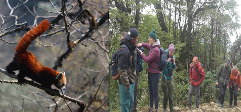 रेडपाण्डा देखाएर पर्यटन प्रबर्द्धन गर्दै सन्दकपुर