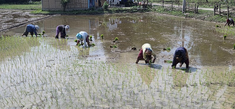 सुनसरीमा चैते धान रोपाइँ