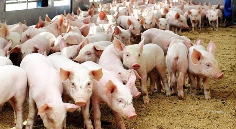 पर्वतमा देखियो अफ्रिकन स्वाइन, ४६ बङ्गुर मरे,सतर्कता अपनाउन स्वास्थ्यकर्मीको आग्रह