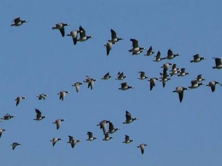 सहश्राब्दी पदमार्गमा पाइने चराहरू एउटै पुस्तकमा समेटिए