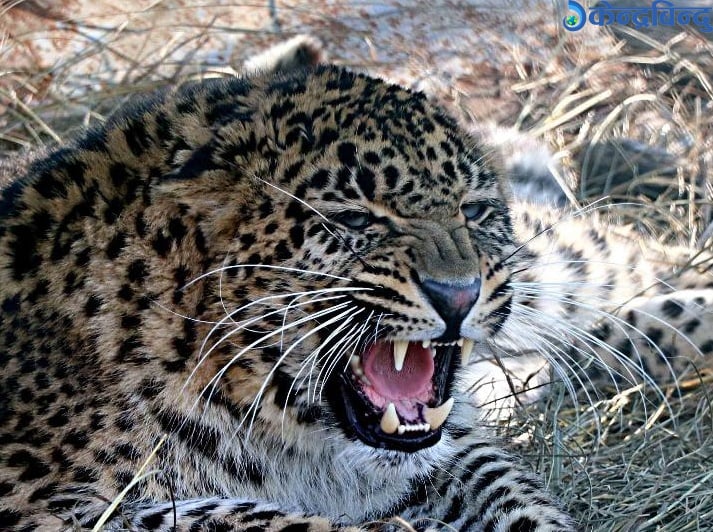 ललितपुरबाट चितुवाको उद्धार