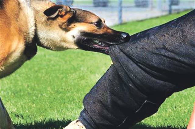 कुकुरको टोकाइबाट एकैदिन १७ जना घाइते