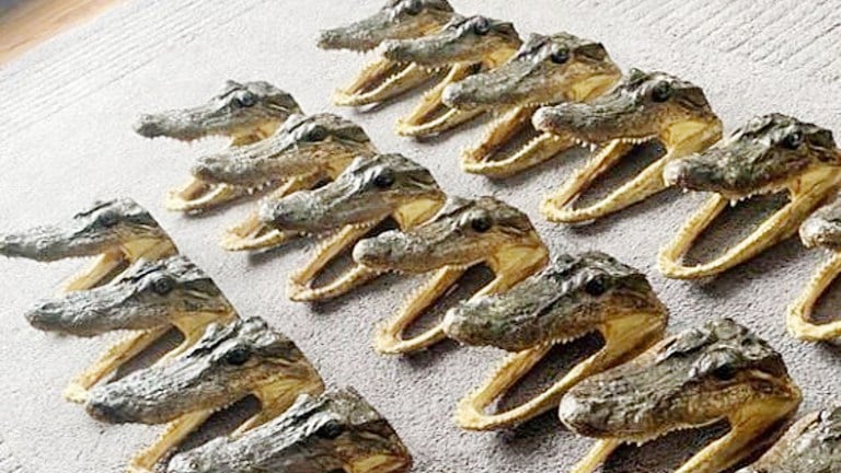 निकुञ्जको गोही प्रजनन केन्द्रमा हुर्काइएकाएक सय ३७ गोही प्रकृतिमा छाडियो