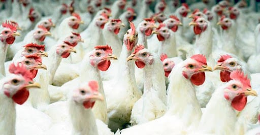 चितवनका कुखुरामा देखियो इकोलाईको र साल्मोनेला रोगको सङ्क्रमण, सर्तक रहन विज्ञको सुझाव