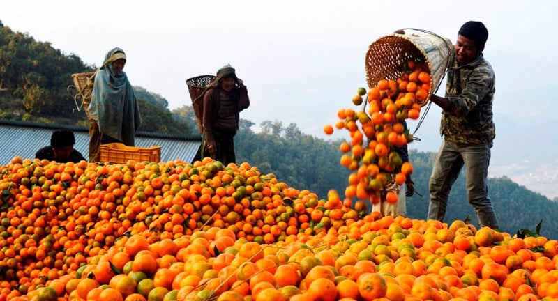 मुग्लिनमा आजदेखि सुन्तला महोत्सव सुरु हुँदै