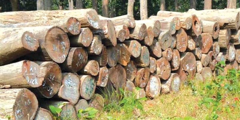 डिभिजन वन कार्यालय कैलालीद्वारा सालका काठ बरामद