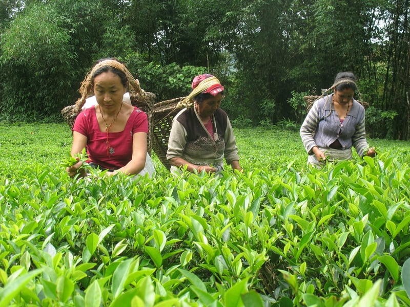 इलामका बगानमा चिया टिप्ने चटारो