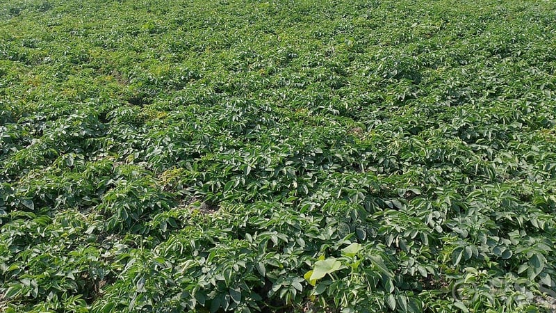 भोजपुरमा हिउँदे आलुमा डढुवाको सङ्क्रमण