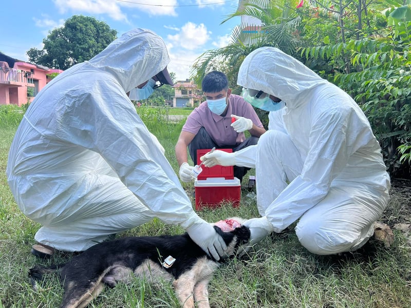 सुदूरपश्चिममा रेबिज सङ्क्रमणको चुनौती बढ्दो