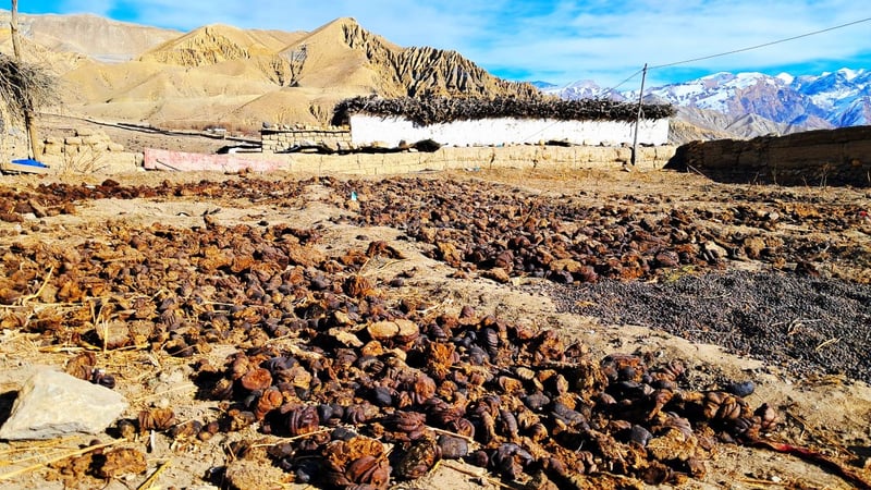 माथिल्लो मुस्ताङमा जाडो थेग्न गुइँठाको भर