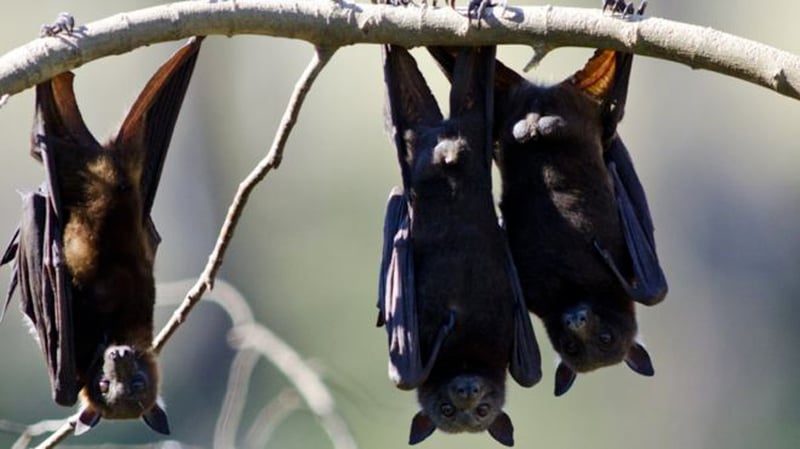 निपाहको सम्भावित जोखिमः कोरोनाबाट पाठ सिक्यो त नेपाल?