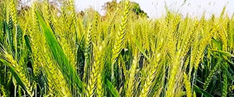 लुम्बिनीमा प्रविधि विस्तारले गहुँ उत्पादन बढाउने आशा