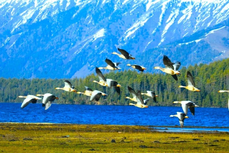 बढ्दो अतिक्रमण र प्रदूषणले सङ्कटमा सिमसार