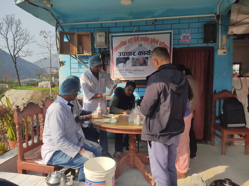 पर्वतमा गाईभैँसीमा थुनेलो रोग परीक्षण अभियान सुरु