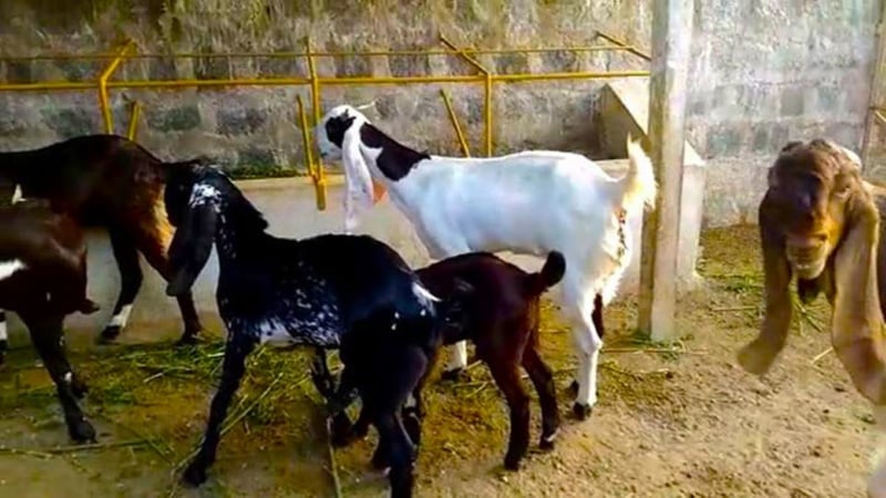 कैलाली र कञ्चनपुरमा बाख्रामा ‘पिपीआर’ रोगको सङ्क्रमण पुष्टि