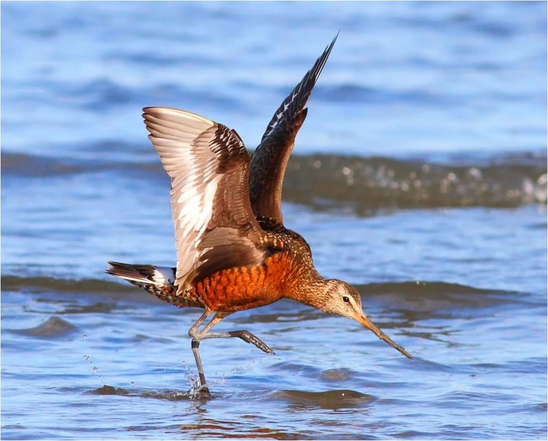 ३० हजार किमि उड्ने चराको सङ्कट