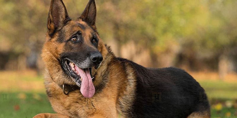 चितवन राष्ट्रिय निकुञ्जमा सुरक्षार्थ तालिमप्राप्त कुकुर परिचालन