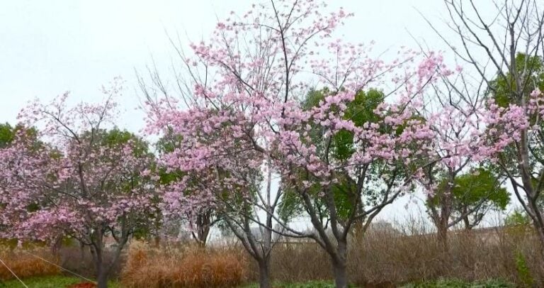 वसन्त ऋतुका फूलहरूले चीनका पार्कहरु भरिभराउ [फोटो फिचर]