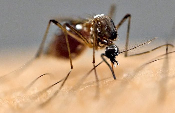 जापानिज इन्सेफ्लाइटिस्बाट यस वर्ष ३५ जनाको मृत्यु