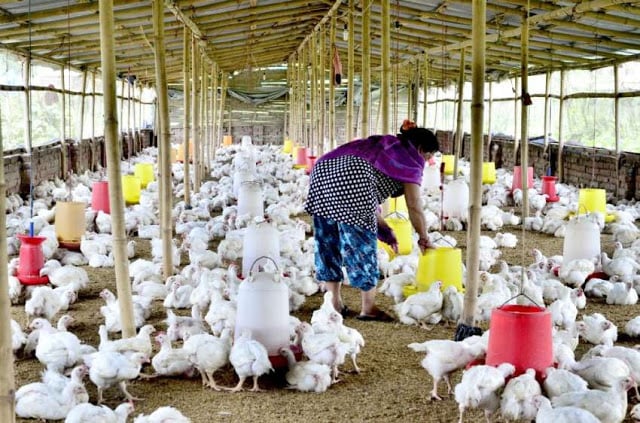 पशुपन्क्षीमा जथाभाबी ‘एन्टिबायोटिक’ प्रयोग नगर्न आग्रह