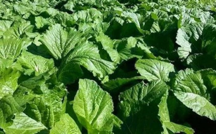 काठमाडौंमा उत्पादित रायोको सागमा भेटियो झण्डै शतप्रतिशत विषादी