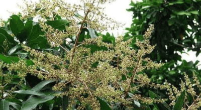 मधेस प्रदेशमा यस वर्ष आँप उत्पादनमा वृद्धि हुने