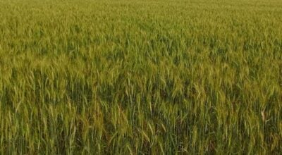 मौसम बदलीले अन्नबाली नष्ट हुन थालेपछि किसान चिन्तित