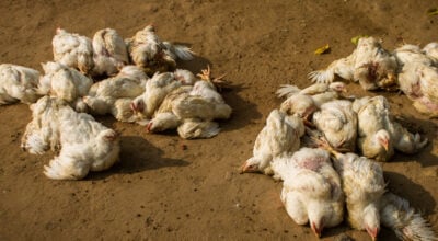 सुनसरीमा बर्डफ्लु पुष्टि