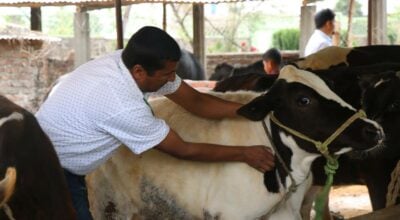 असी हजार पशुलाई खोरेतविरुद्धको खोप