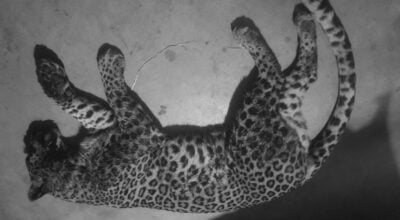 स्याङ्जाको मालुङ्गामा चितुवा मृत फेला