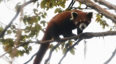 इलाममा रेडपाण्डा महोत्सव हुँदै