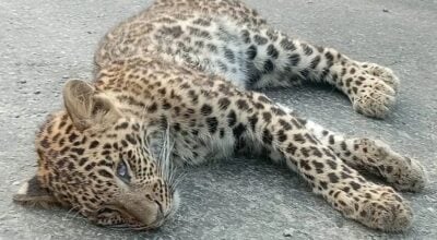 स्याङ्जाको मालुङ्गामा चितुवा मृत फेला