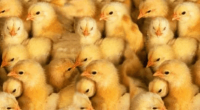 दुई वर्षपछि कुखुराका चल्लाको लागत मूल्य